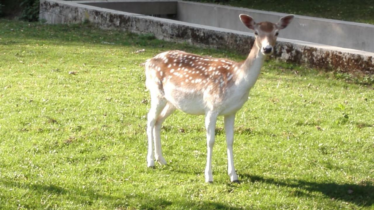 Domacija Bubec Villa Ilirska Bistrica Bagian luar foto